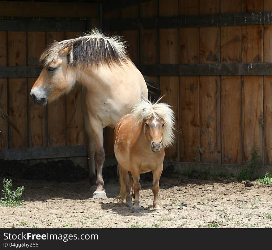 Miniature horse & Norwegian Fjord horse