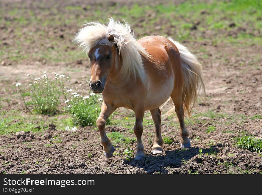 Miniature horse in early afternoon sun in mud field