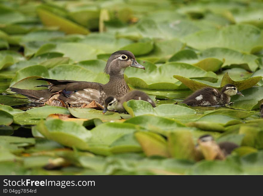 A beautiful mother Wood Duck (Aix sponsa) with young ducklings. A beautiful mother Wood Duck (Aix sponsa) with young ducklings.