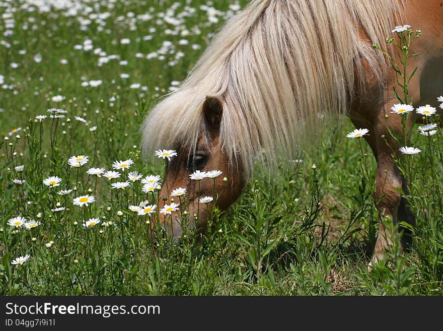 Miniature horse in sun in a field of ox-eyed daisy flower