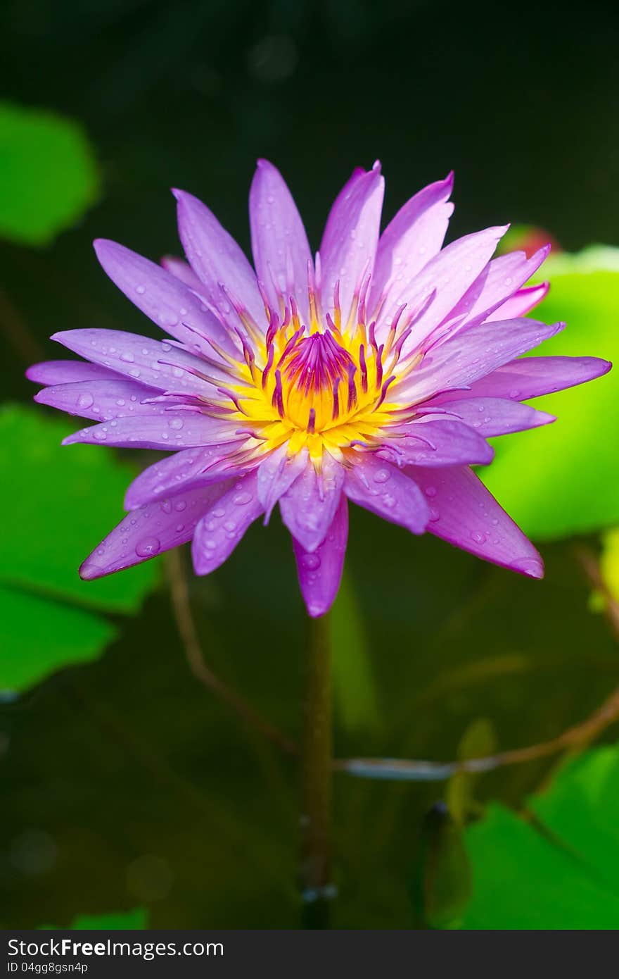 A blooming lotus flower of pink color