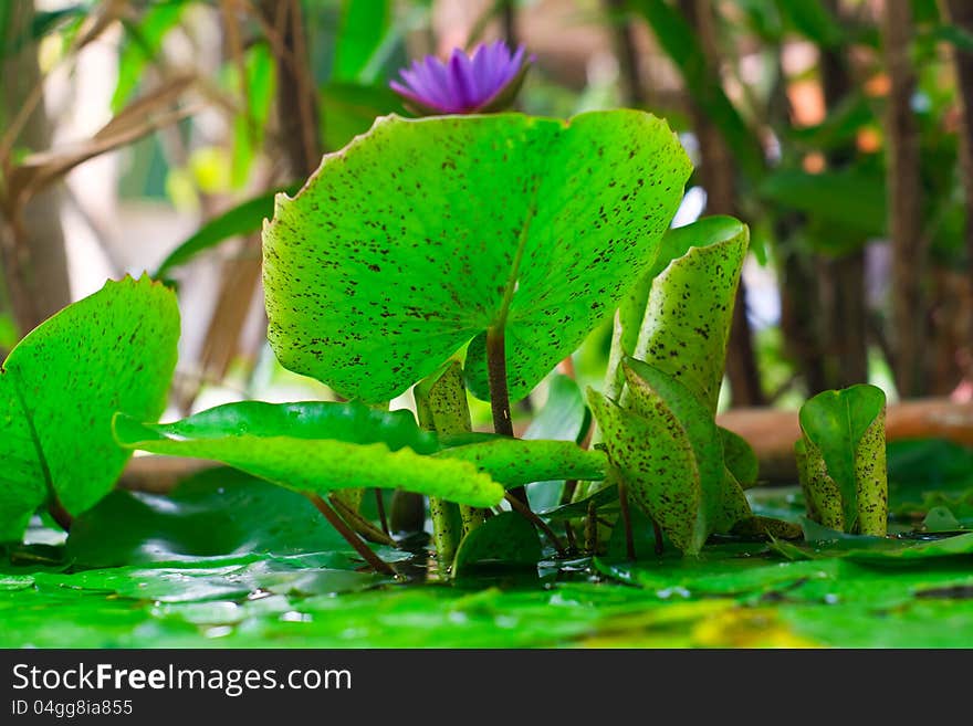 A blooming lotus flower