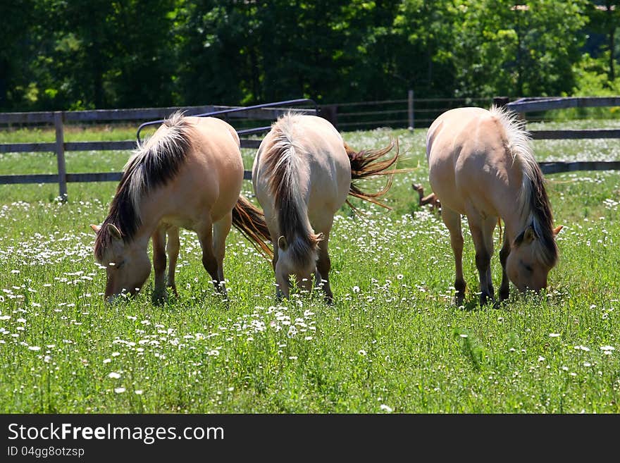 Norwegian Fjord horse three standing in field of ox-eyed daisy flower