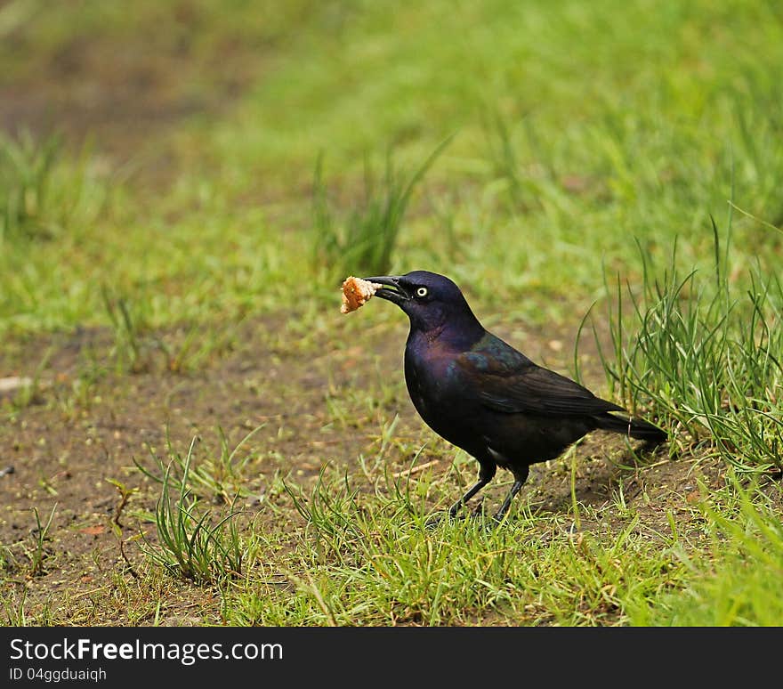 A shiny adult Common Grackle eating a piece of bread.