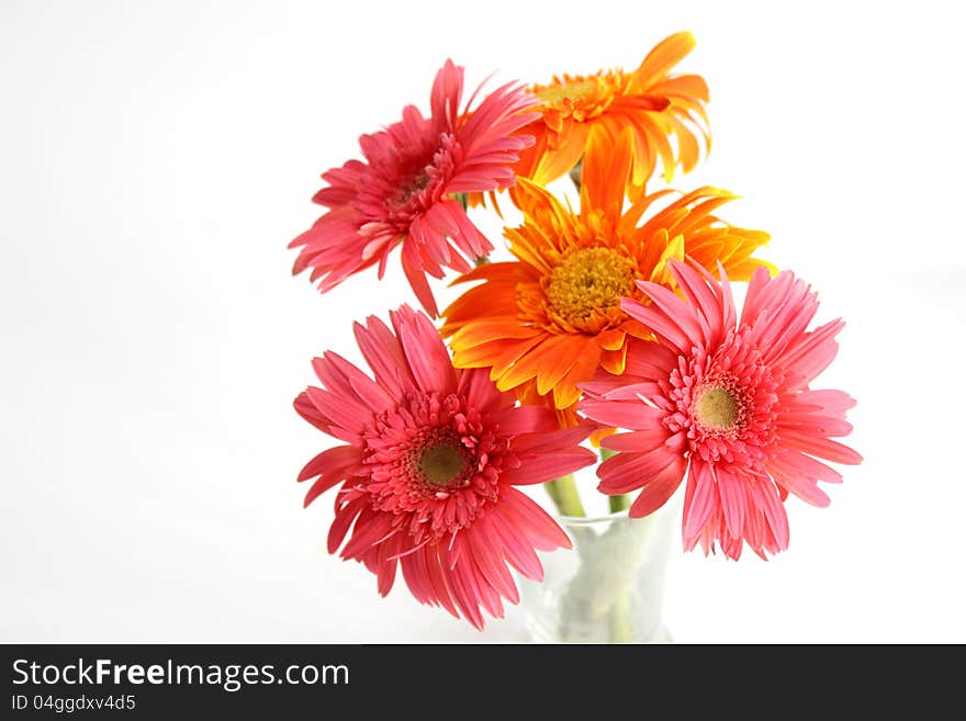 Orange gerbera on white background