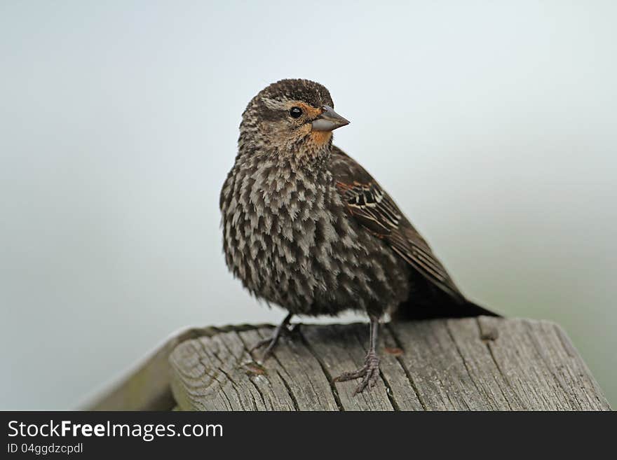 A young male red-winged blackbird (Agelaius phoeniceus) perched on a wooden railing. A young male red-winged blackbird (Agelaius phoeniceus) perched on a wooden railing.