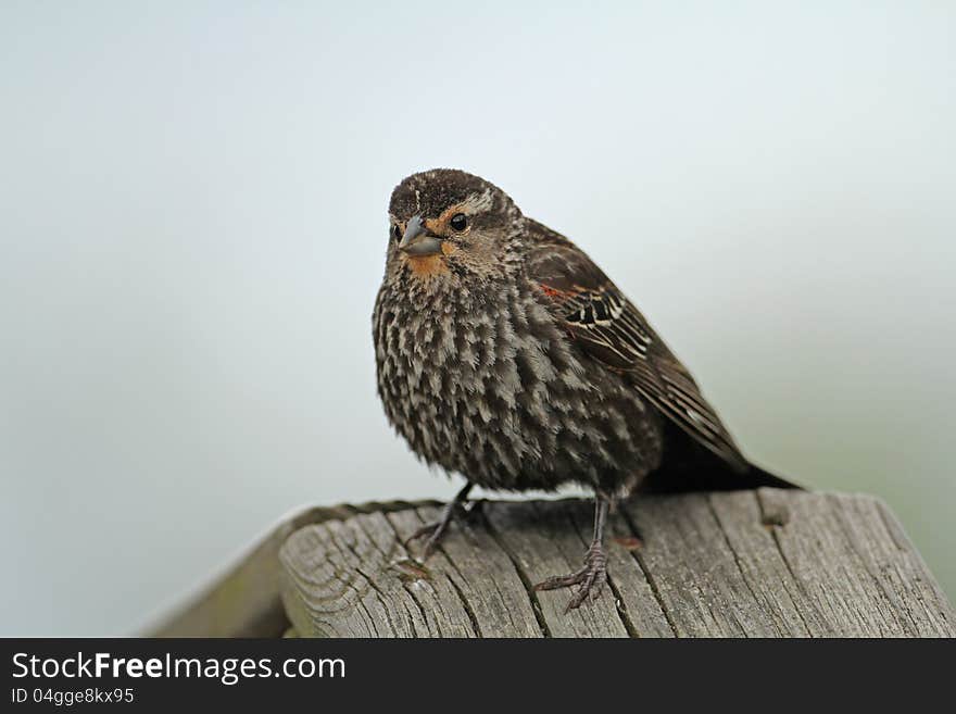 A young male red-winged blackbird (Agelaius phoeniceus) perched on a wooden railing. A young male red-winged blackbird (Agelaius phoeniceus) perched on a wooden railing.