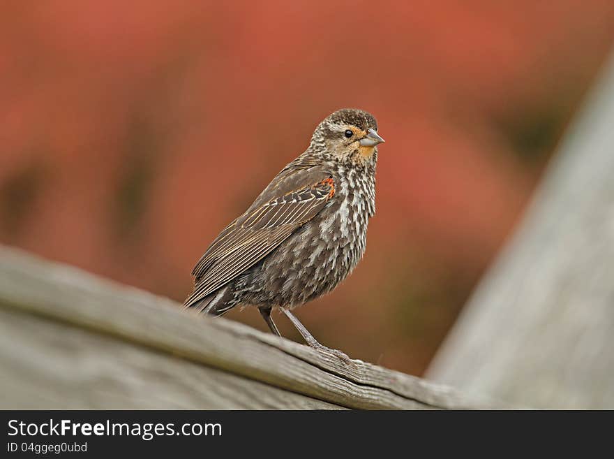 Immature Red-winged Blackbird