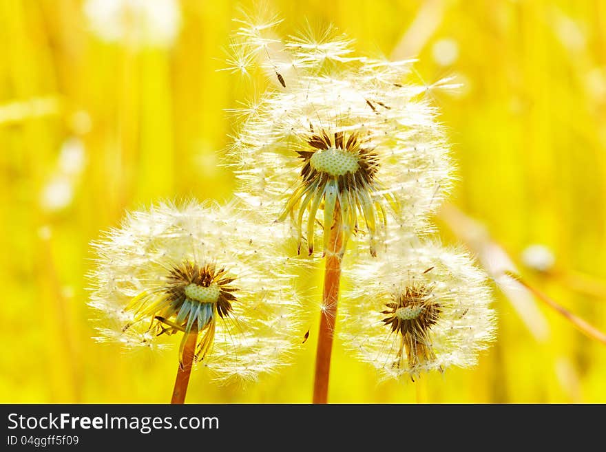 Macro shot of wild camomile on a blue sky background