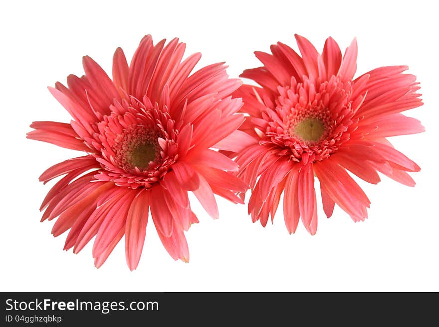 Orange gerbera on white background