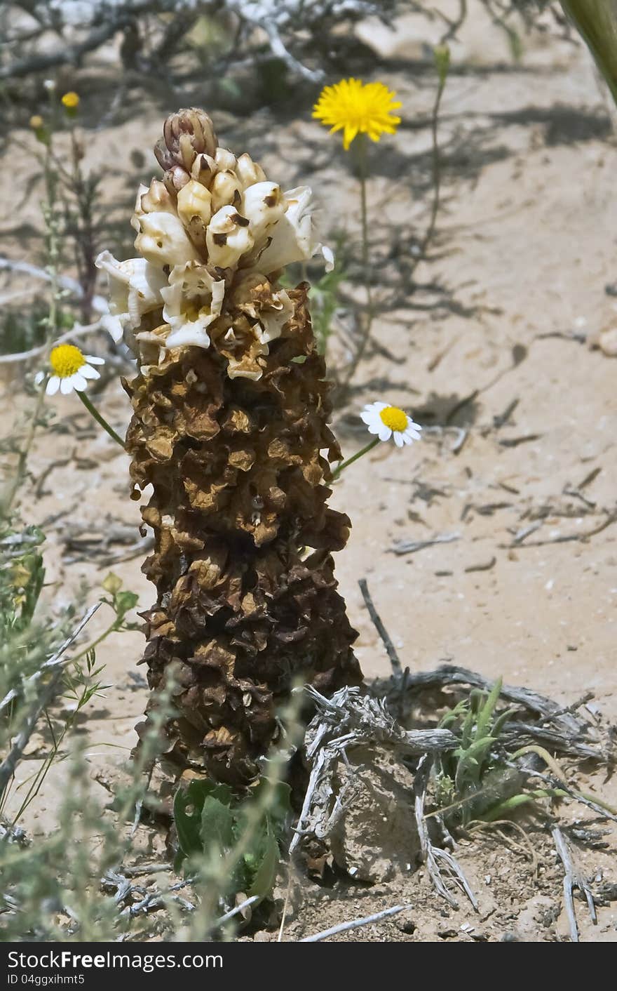 During a spring time there are many beautiful blossoming flowers in desert of the Negev, Israel. During a spring time there are many beautiful blossoming flowers in desert of the Negev, Israel