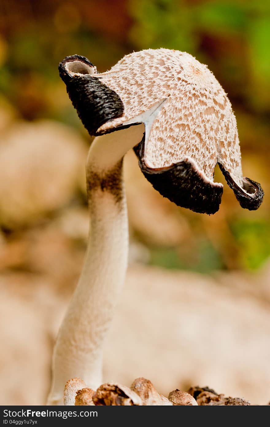 Blooming mushrooms on log of coconut wood