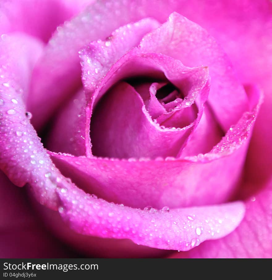 Beautiful Pink Rose Close Up