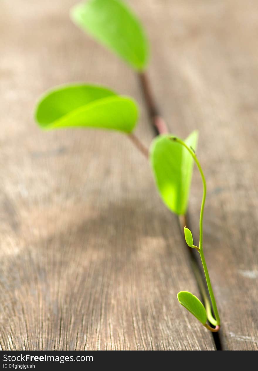 Fragile green plant emerging through wooden stacks closeup