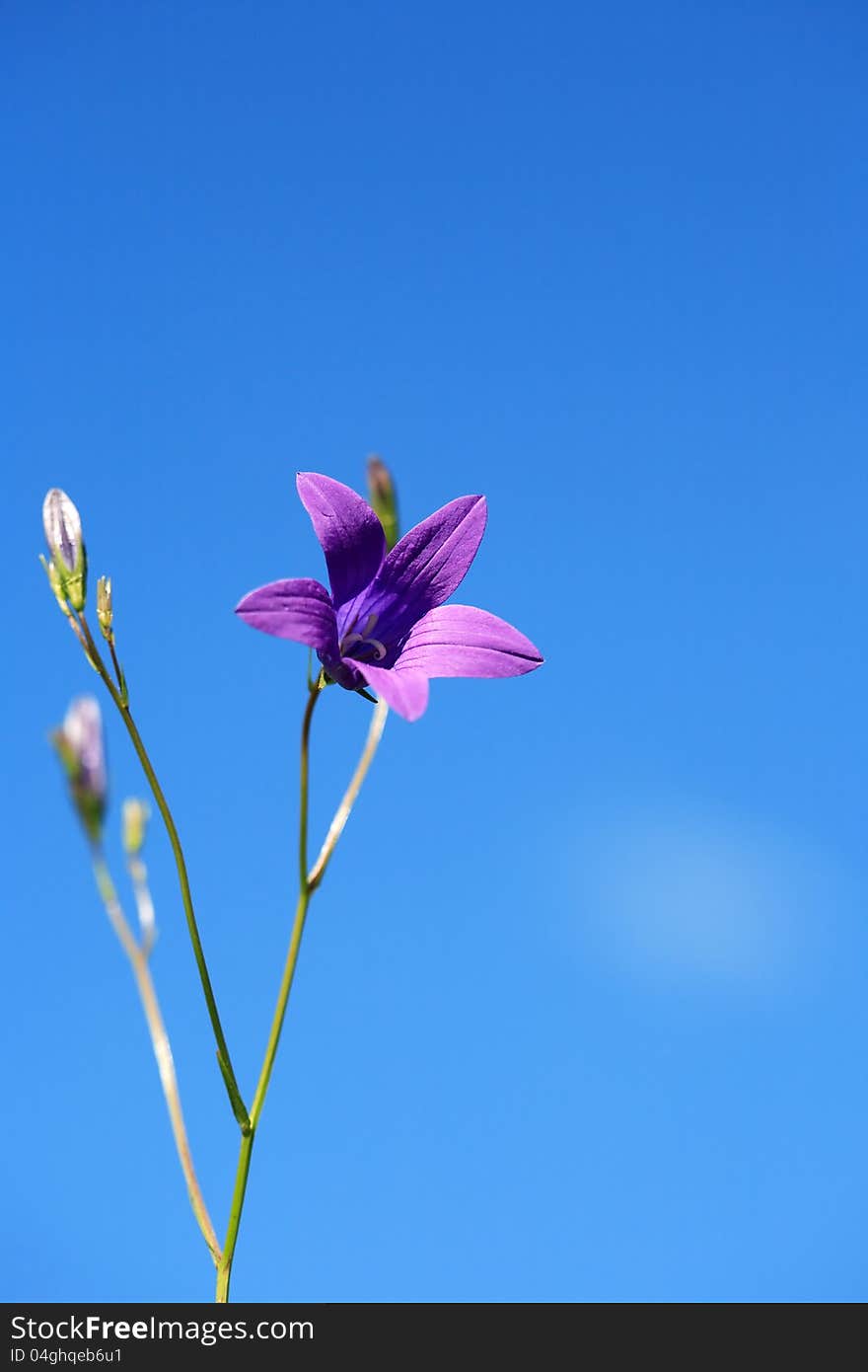 Campanula On Sky