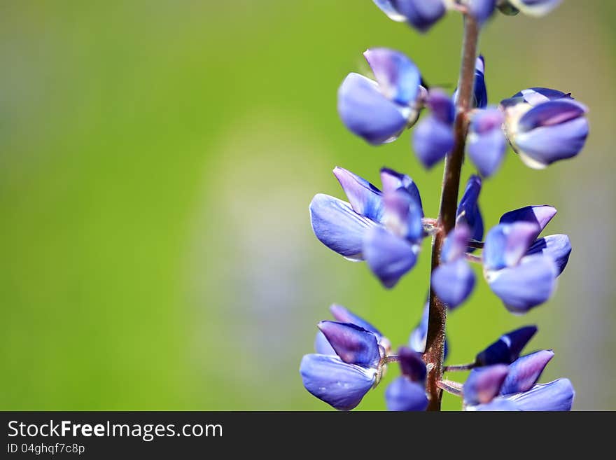 Closeup of blue lupine on nice green background with free space for text. Closeup of blue lupine on nice green background with free space for text