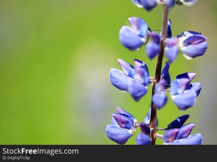 Blue Lupine Closeup