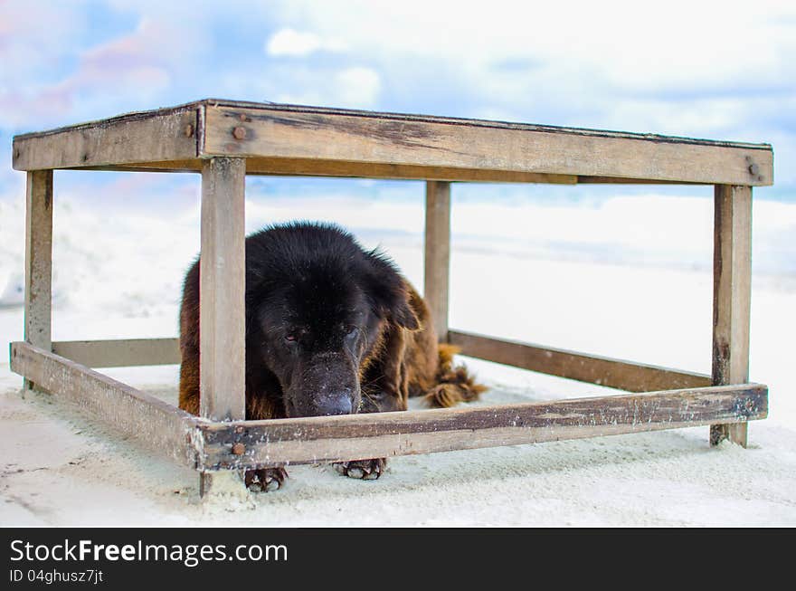 The dog resting in the Samed island beach, Rayong, Thailand. The dog resting in the Samed island beach, Rayong, Thailand