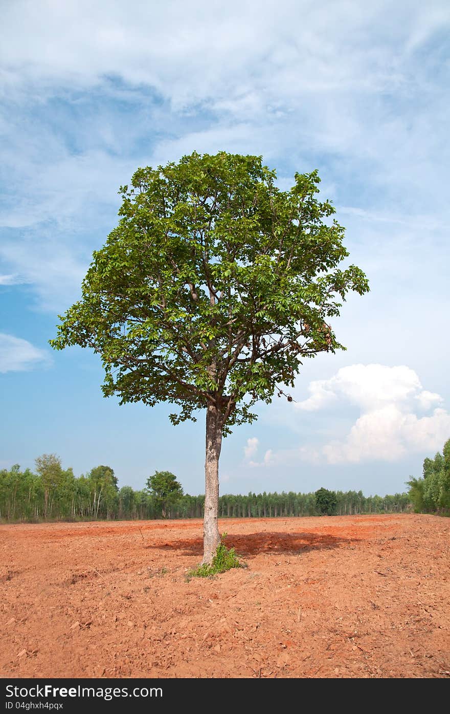 A Single Tree in The Field