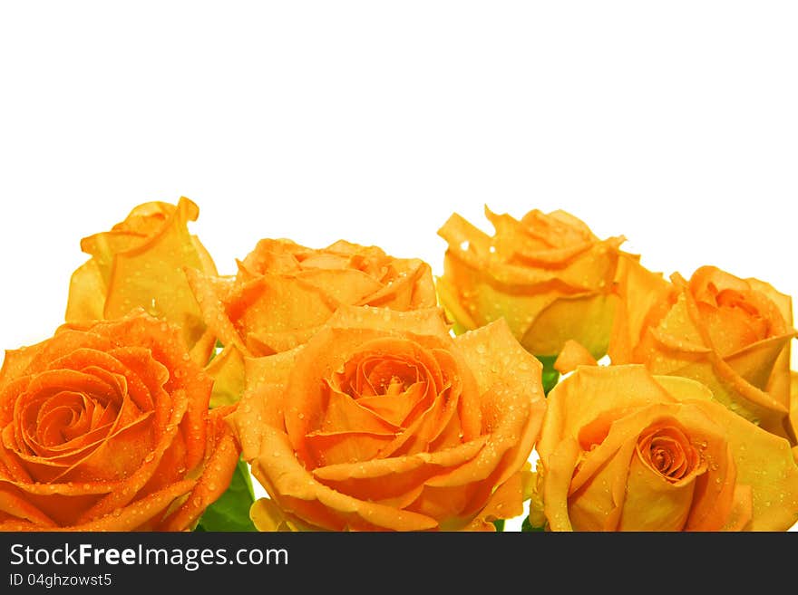 Bouquet of  yellow roses. Isolated against a white background. Bouquet of  yellow roses. Isolated against a white background.