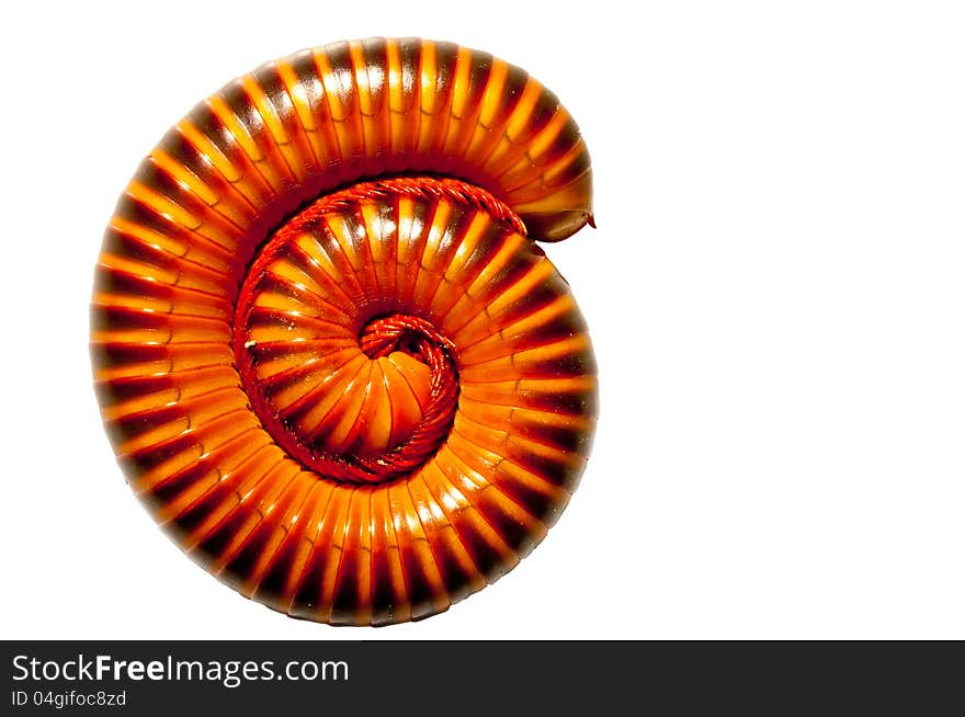 Beautiful millipede on white background