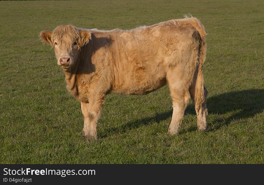 A Cow in Farm, Scotland Highlands.
. A Cow in Farm, Scotland Highlands.