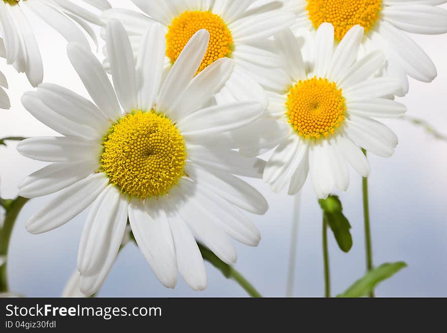 Macro shot of wild camomile on a blue sky background