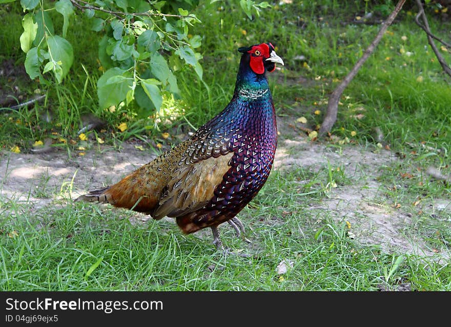 Wild pheasant (Phasianus colchicus) walking on spring forest clearing. Wild pheasant (Phasianus colchicus) walking on spring forest clearing.