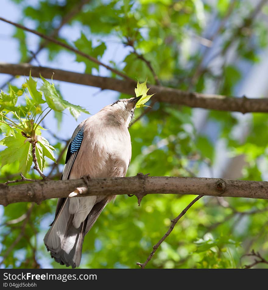 Jay bird perched on a maple tree with leaf in the beak