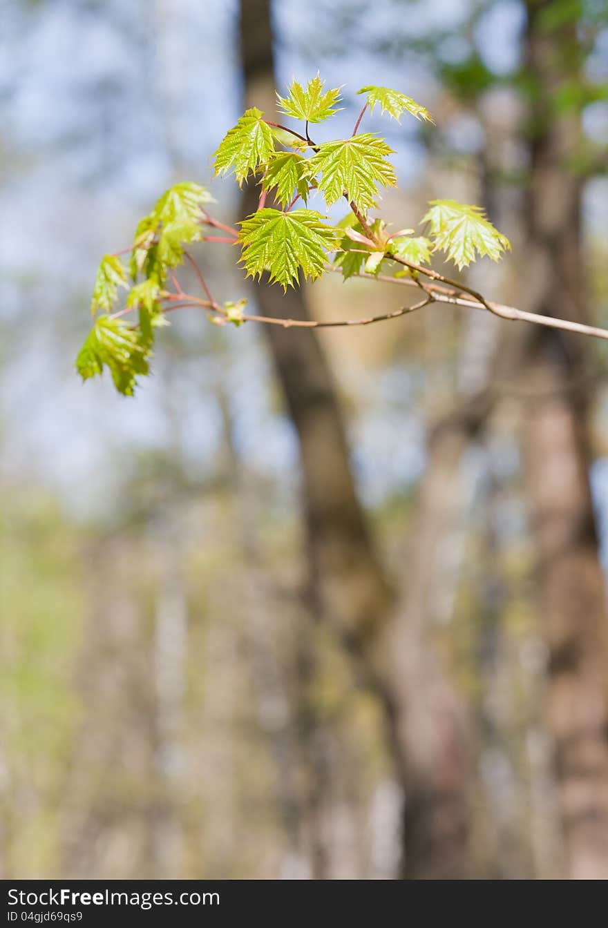 Fresh spring leaves on branch of maple in the morning