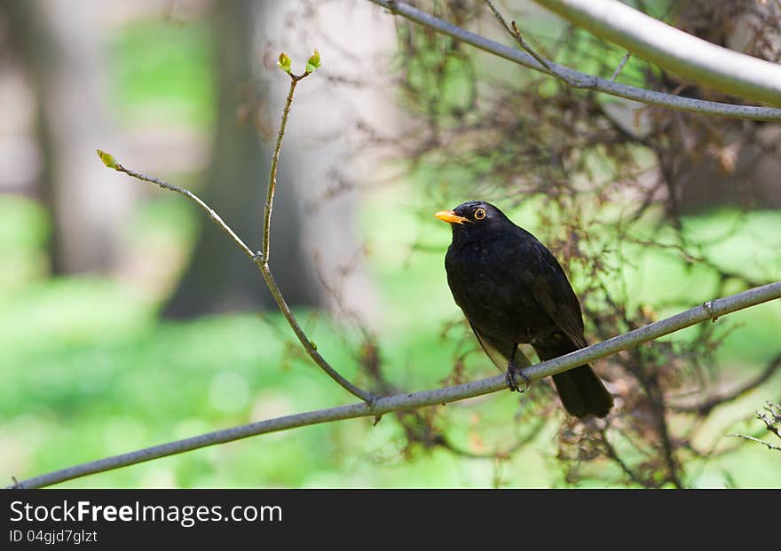 European starling bird on tree