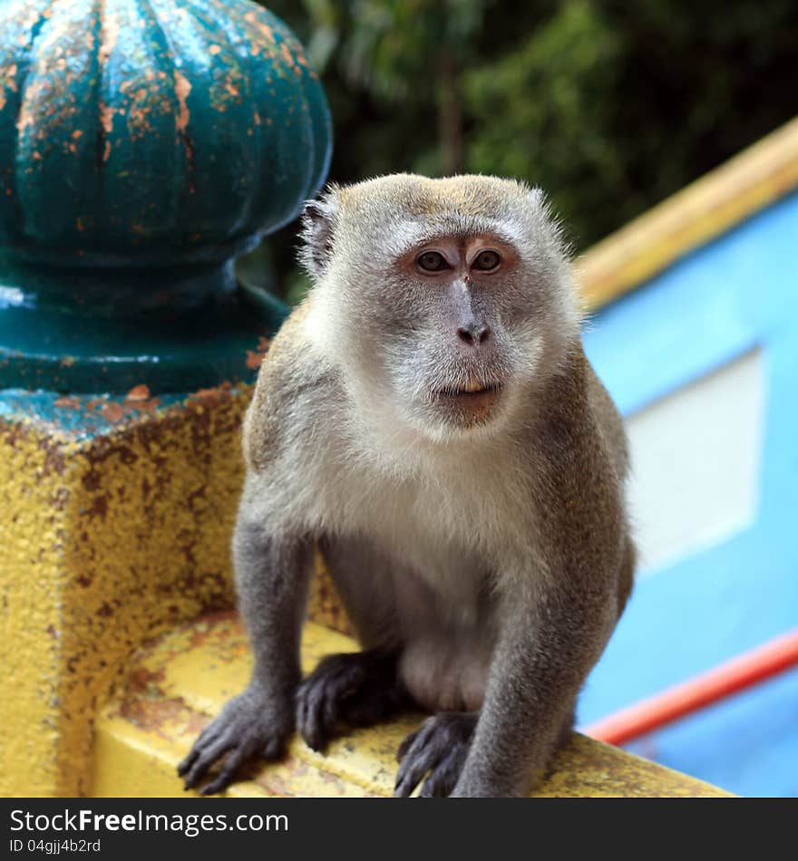 Macaque monkey