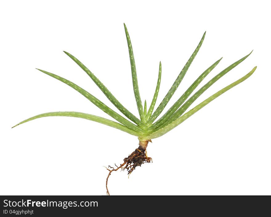 Aloe vera with root isolated on white background