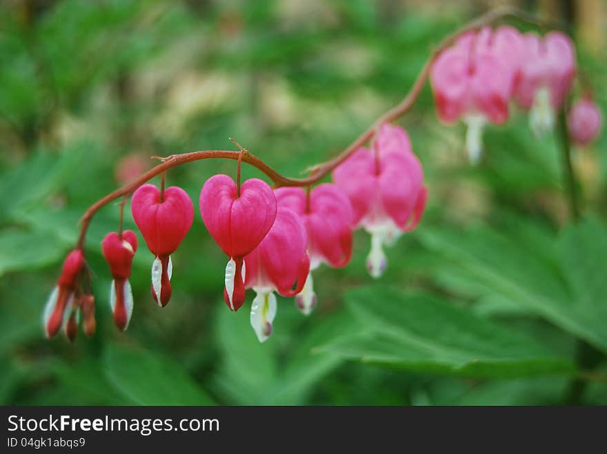 Calceolaria herbeohybrida