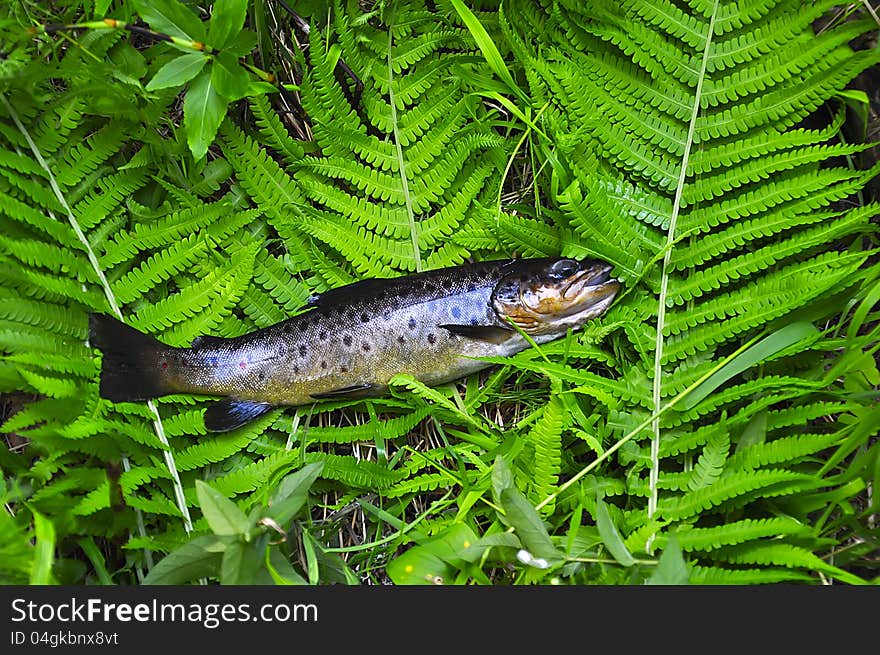 Brown trout on a green grass