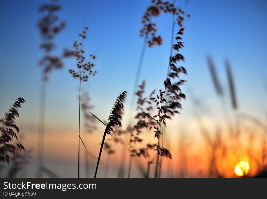 Flower grass