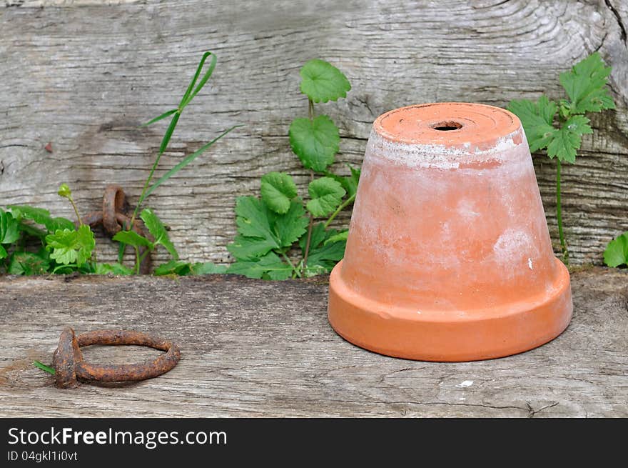 Terracotta pot back on old wooden board overgrown. Terracotta pot back on old wooden board overgrown