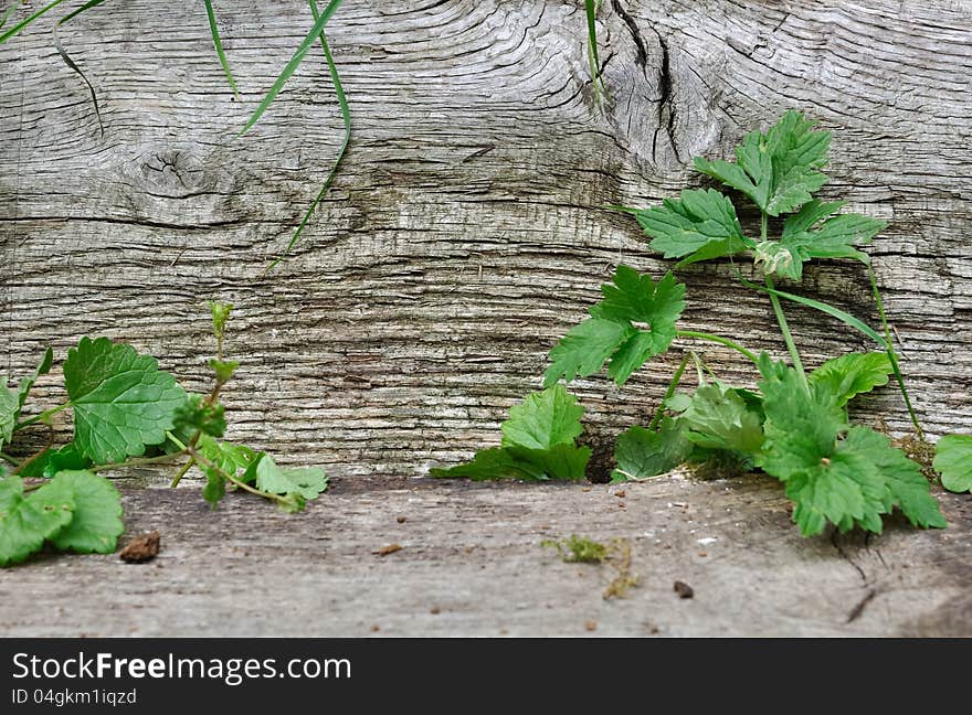 Vegetation between two wooden boards