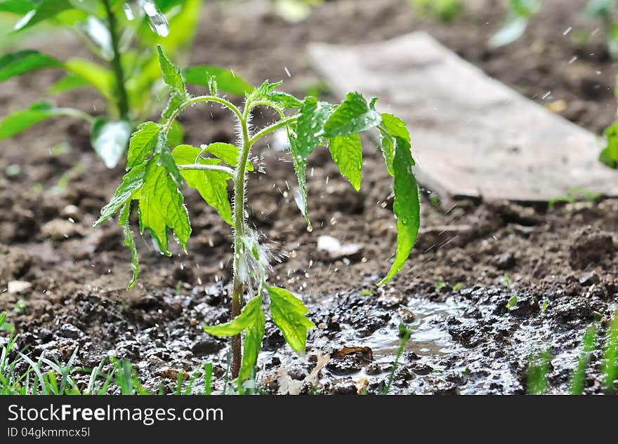 Sprinkling A Tomato Plant