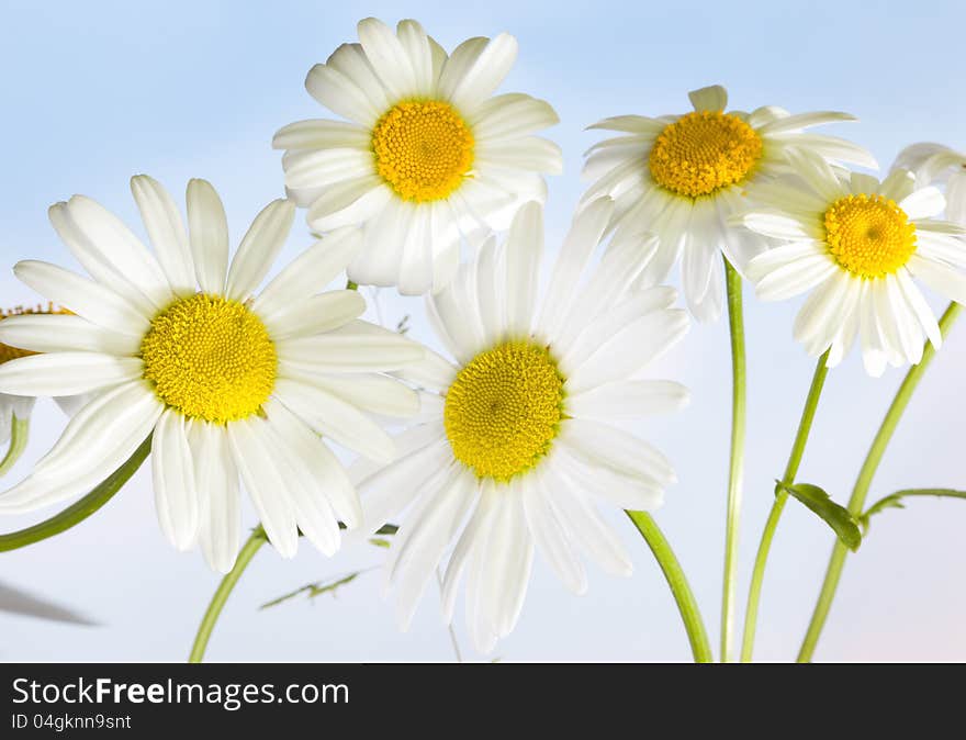 Macro shot of wild camomile on a blue sky background