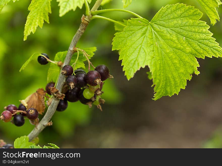 The ripened black currant on a branch with leaf