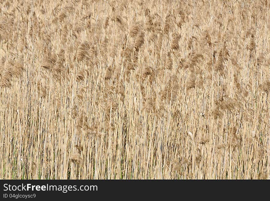 Common Reed &x28;Phragmites&x29