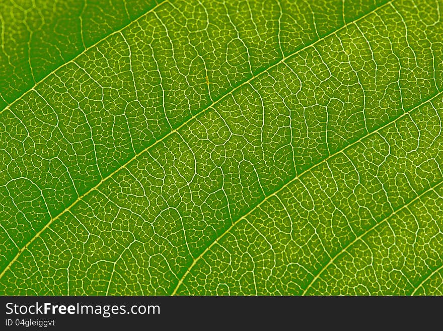 Beautiful closeup plant texture background. Cherry leaf