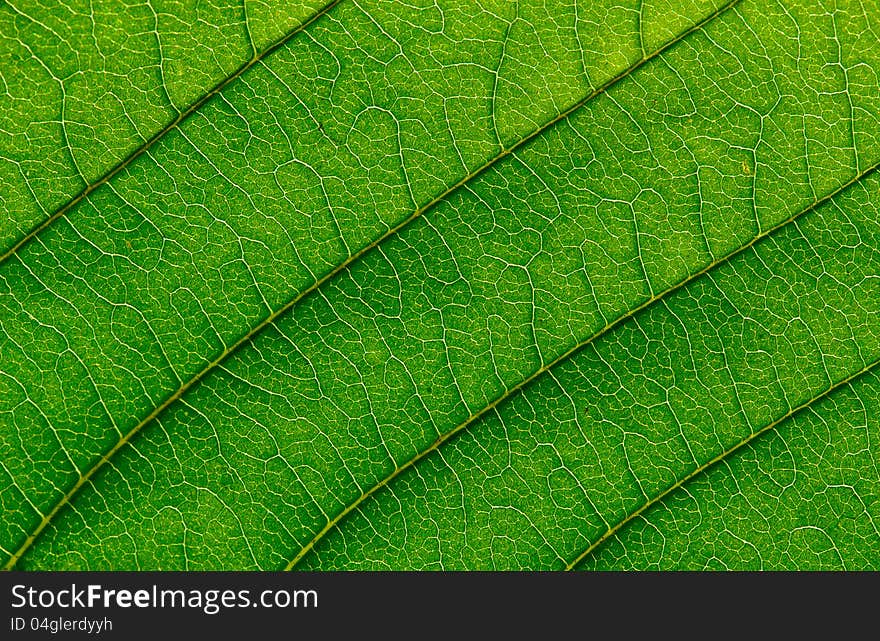 Beautiful closeup plant texture background. Maple leaf