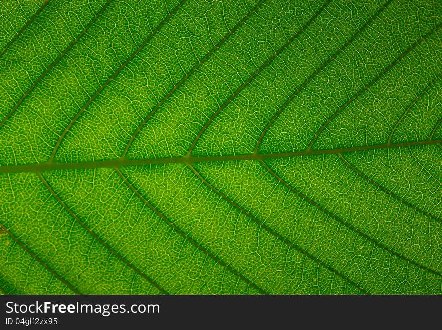 Beautiful closeup plant texture background. Maple leaf