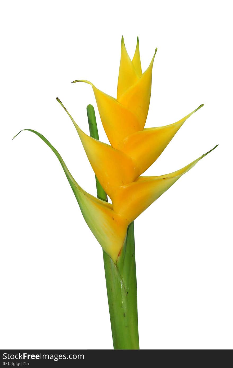 Beautiful Heliconia flower blooming in vivid color