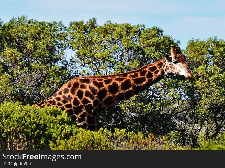 Giraffe standing in finebos at a game reserve