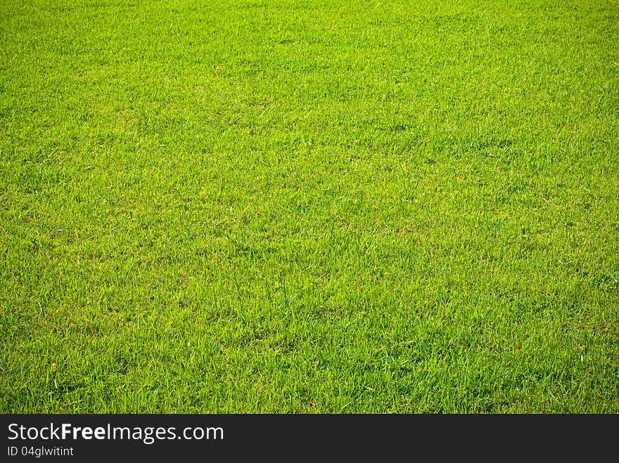 Flat grass background at the garden.