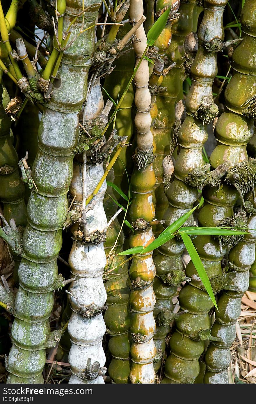 Bamboo tree forest background at the park.