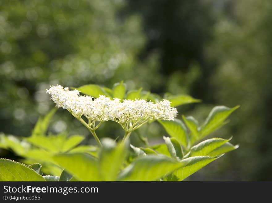 Image of a white flower in bloom